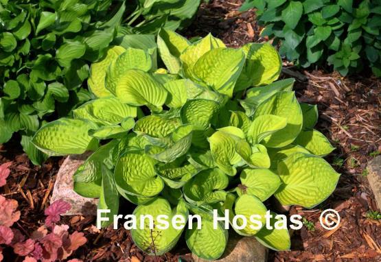 Hosta Rainforest Sunrise